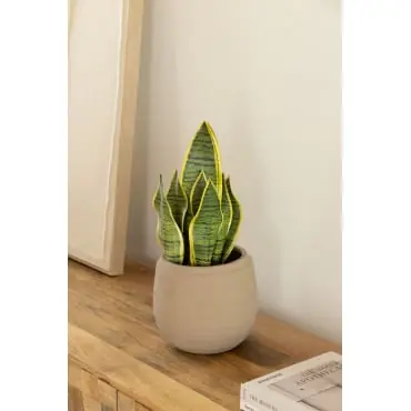 Pianta artificiale decorativa ↑45 cm Sansevieria