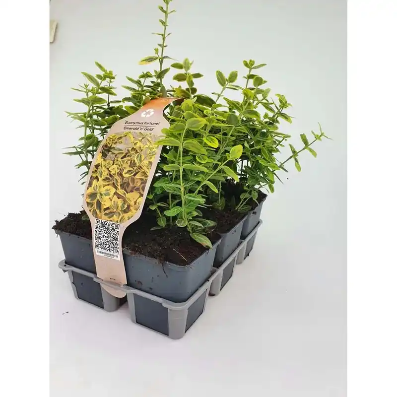 Euonymus Emerald N Gold confezione vaso 9 cm