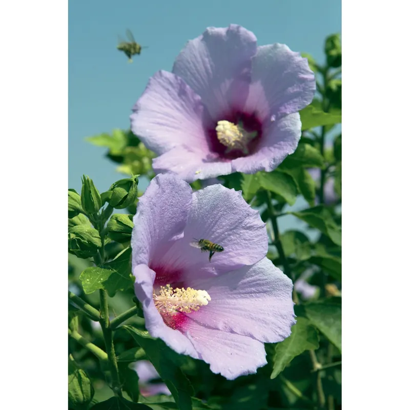 Ibisco syriacus in diverse varietà