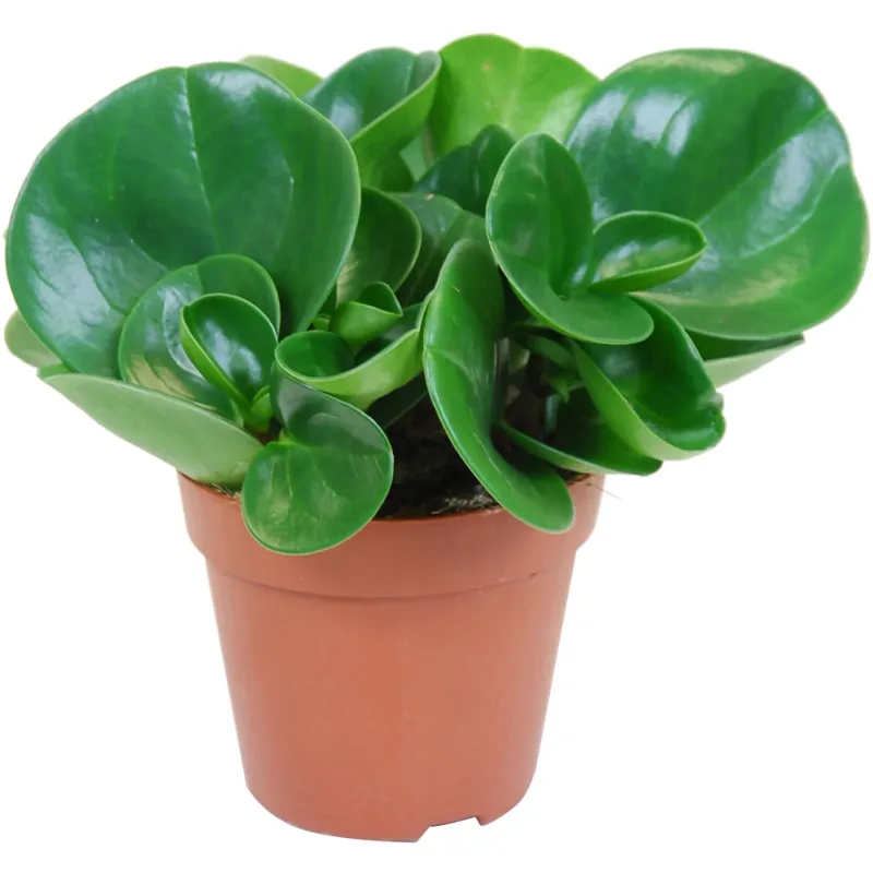 Peperomia pianta decorativa in vaso Ø 12 cm