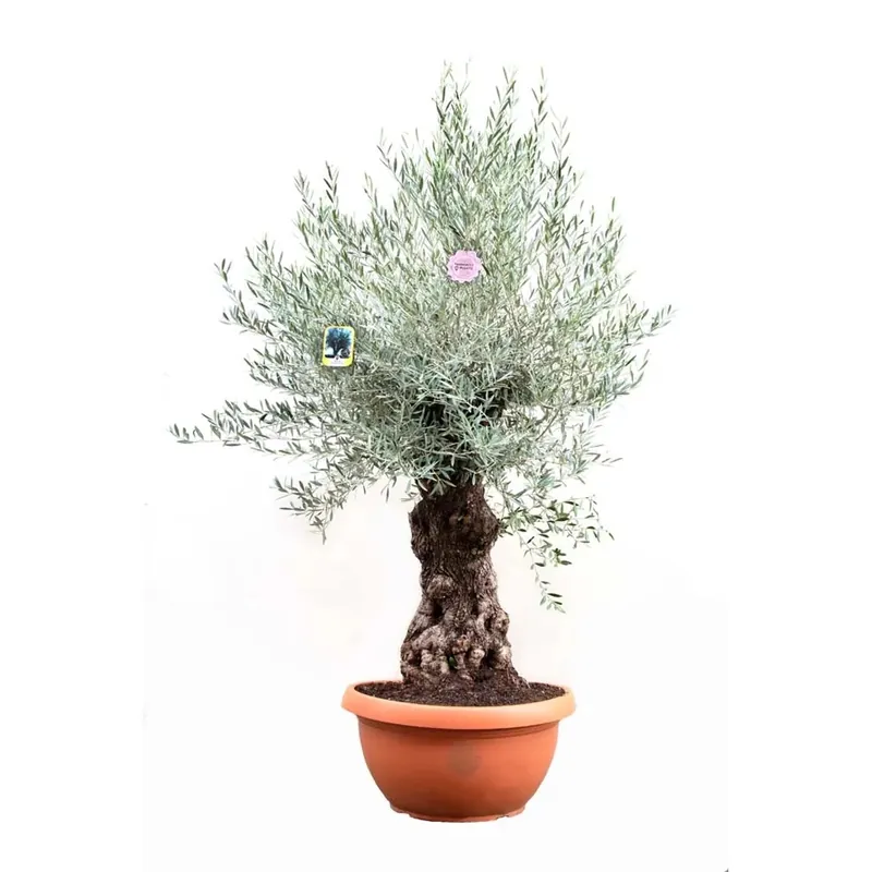 Olea europaea - Olivo