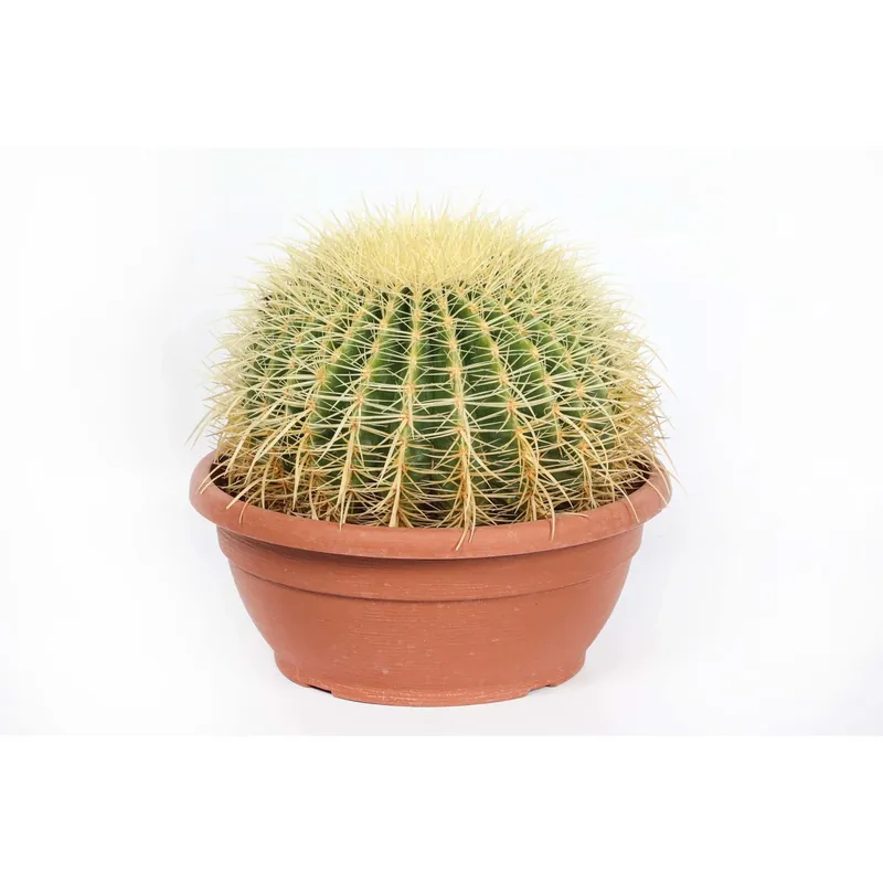 Echinocactus grusonii Cuscino della suocera Cactus vaso Ø 30 cm