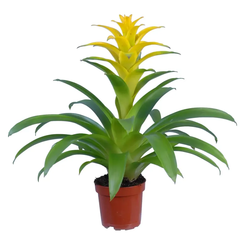 Guzmania brattee gialle vaso Ø 12 cm