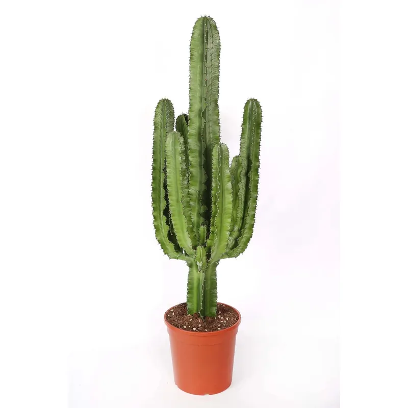 Euphorbia eritrea pianta grassa vaso Ø 24 cm