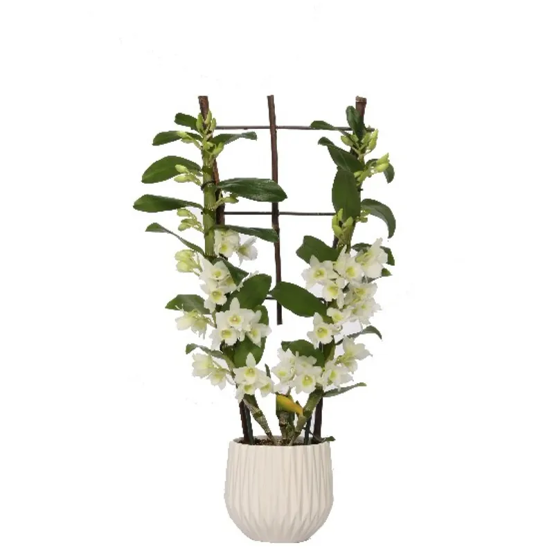 Orchidea bambù composizione in vaso di ceramica Ø 12 cm