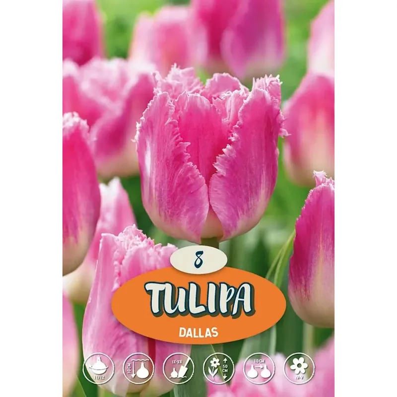 Tulipano Dallas