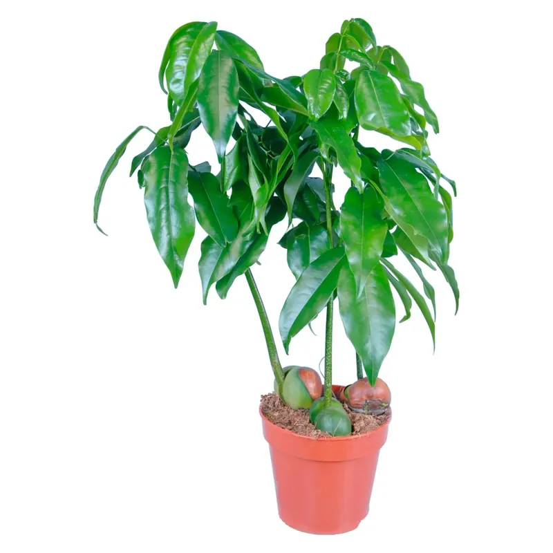 Castanospermum australe da interno con vaso Ø 13 cm