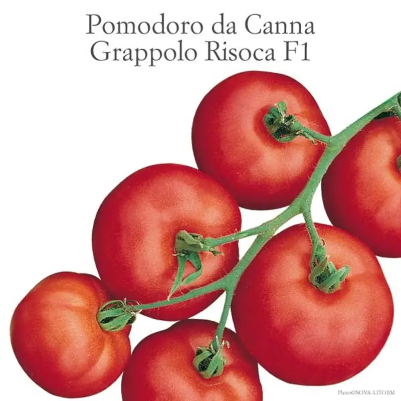 Pomodoro grappolo Risoca vaschetta 4 pz