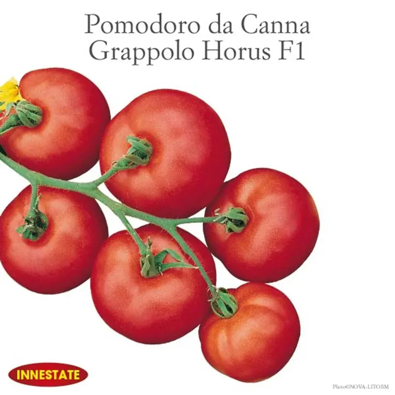 Pomodoro grappolo innestato vaso 14 cm