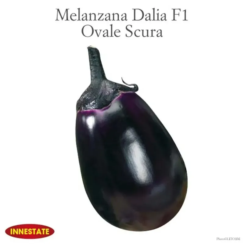 Melanzana ovale innestata Dalia vaso 14 cm