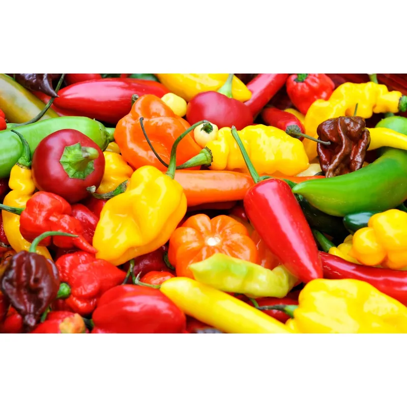 Peperoncino piccante Trinidad douglas vaso 14 cm
