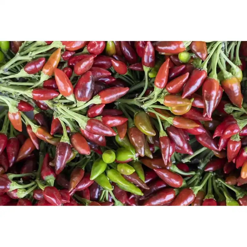 Peperoncino piccantissimo vaso 14 cm