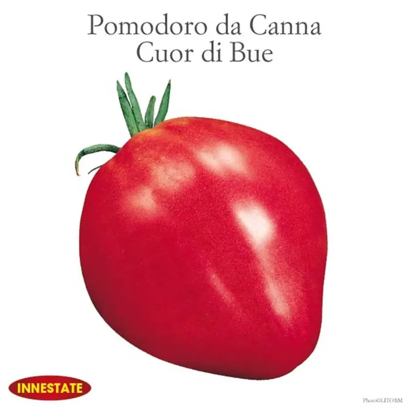 Pomodoro insalataro Cuore di bue innestato vaso 14 cm
