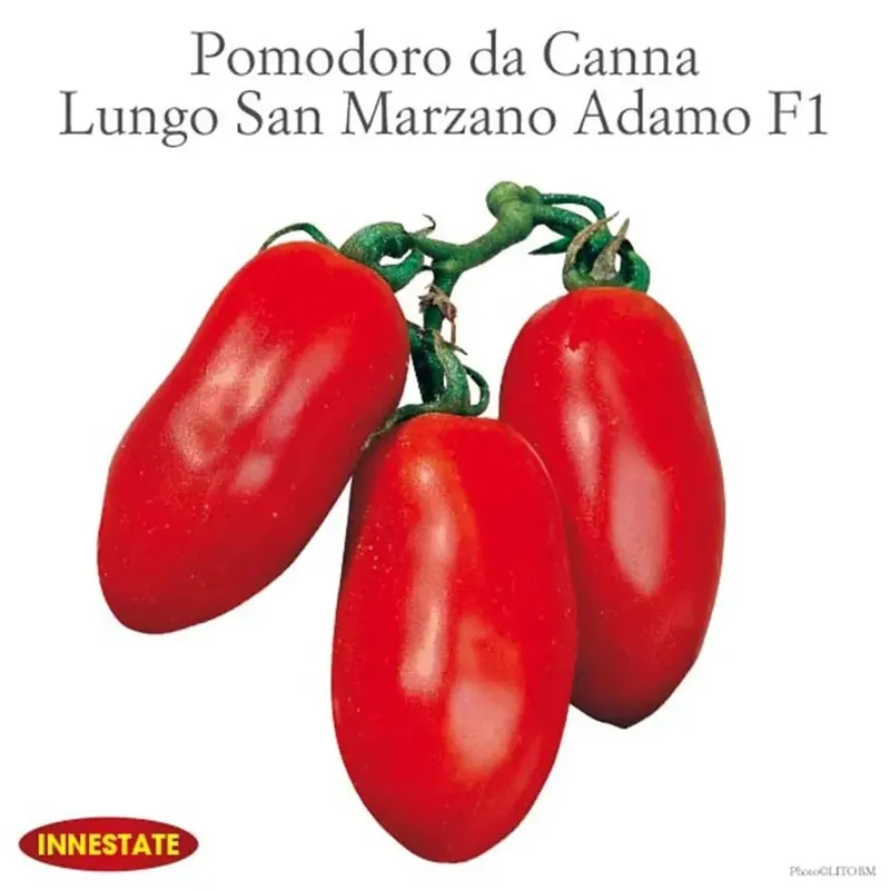 Pomodoro ovale Cencara vaschetta 4 pz