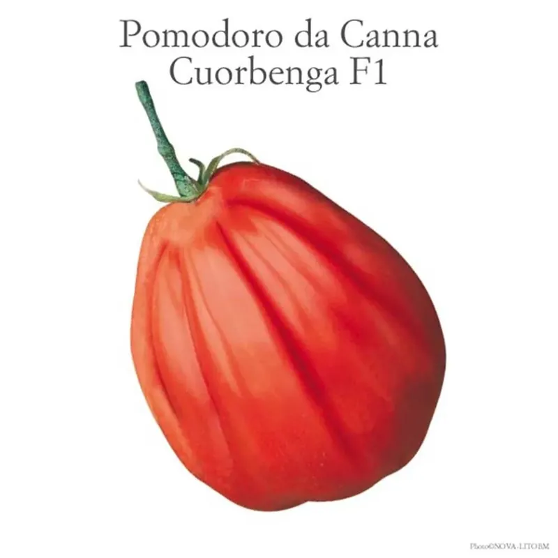 Pomodoro insalataro Cuorbenga vaschetta 4 pz