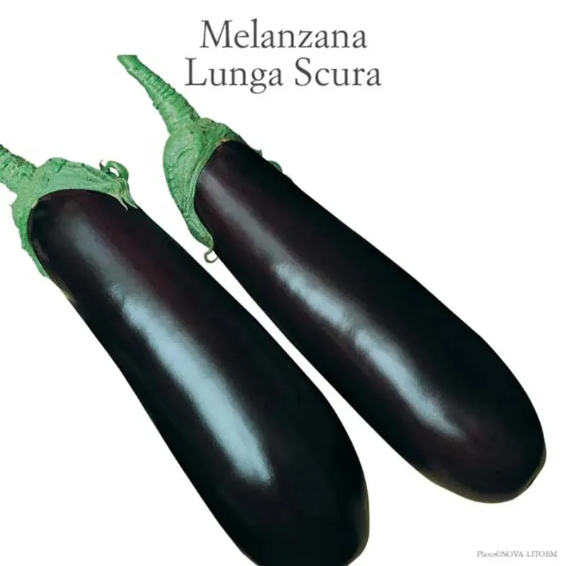 Melanzana lunga Nite Lady vaschetta 4 pz