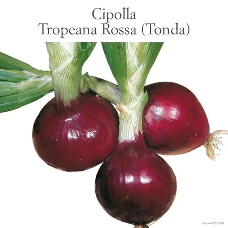 Cipolla tropeana rossa tonda vaschetta 9 pz