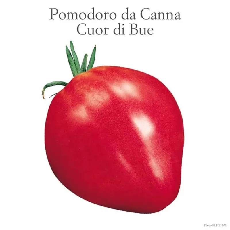 Pomodoro insalataro Cuore di bue vaschetta 4 pz