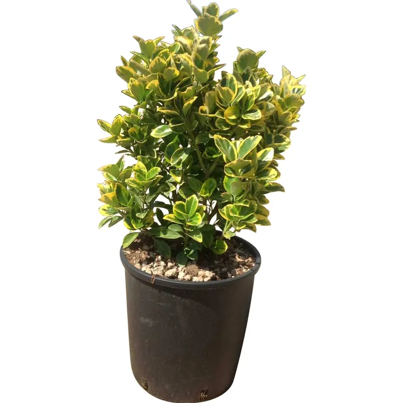 Evonimo elegantissimo Aureo 60 cm