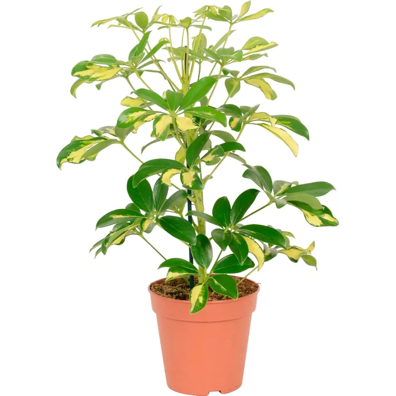 Schefflera "Gerda" Ø 14 cm