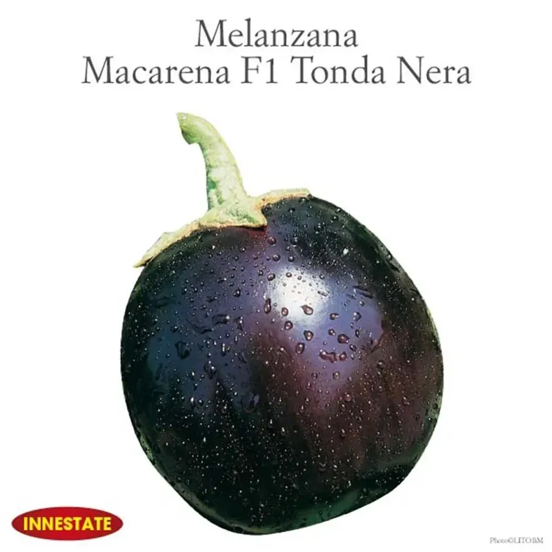 Melanzana tonda nera Macarena vaso 14 cm