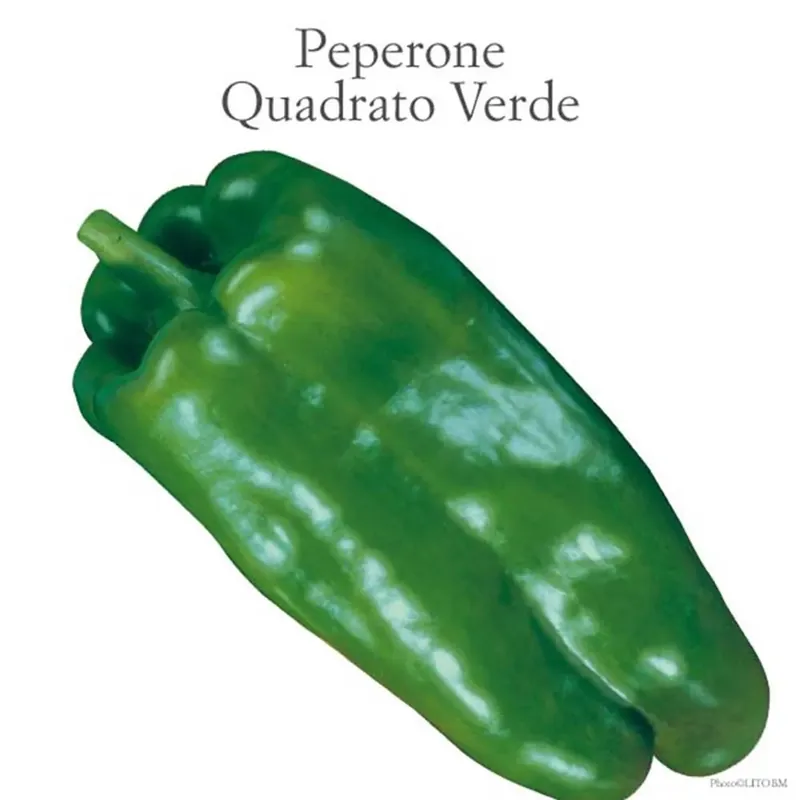 Peperone quadrato allungato verde vaschetta 4 pz