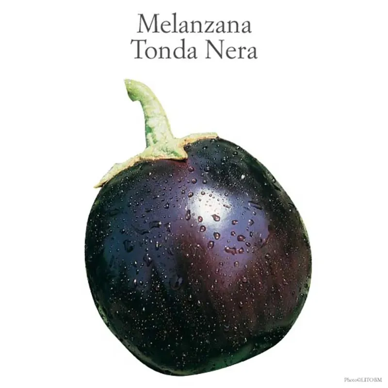 Melanzana tonda nera Macarena vaschetta 4 pz