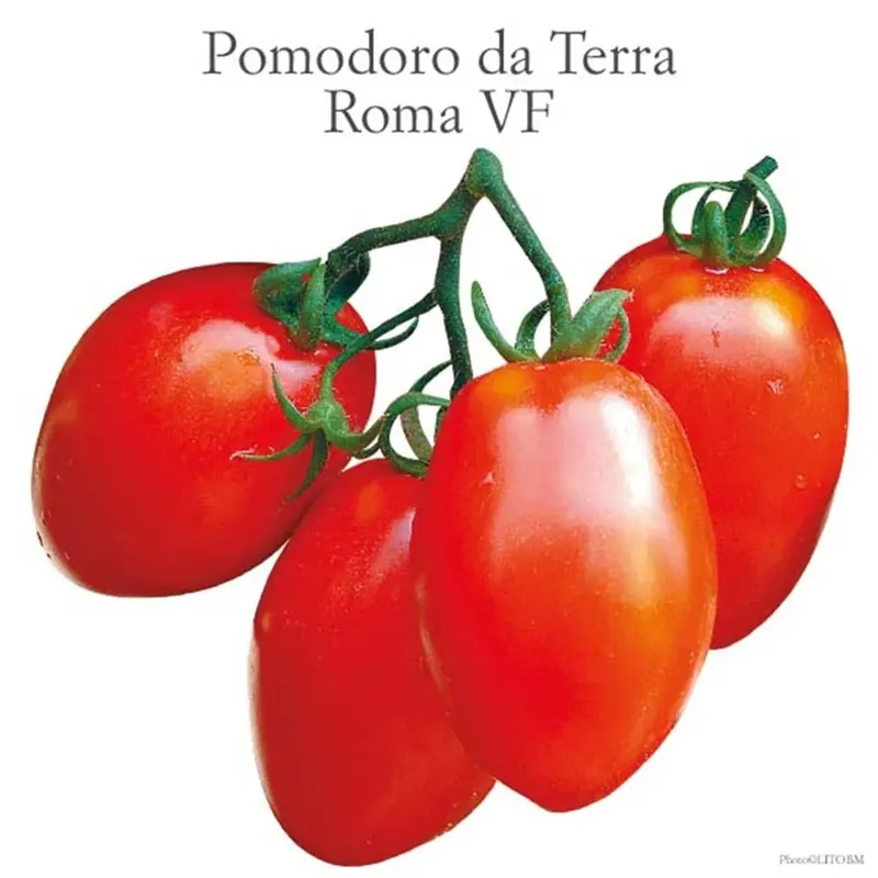 Pomodoro da industria roma vaschetta 4 pz