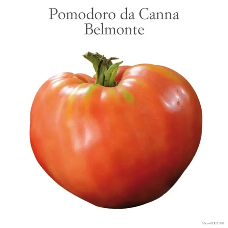 Pomodoro tondo grosso Belmonte vaschetta 4 pz