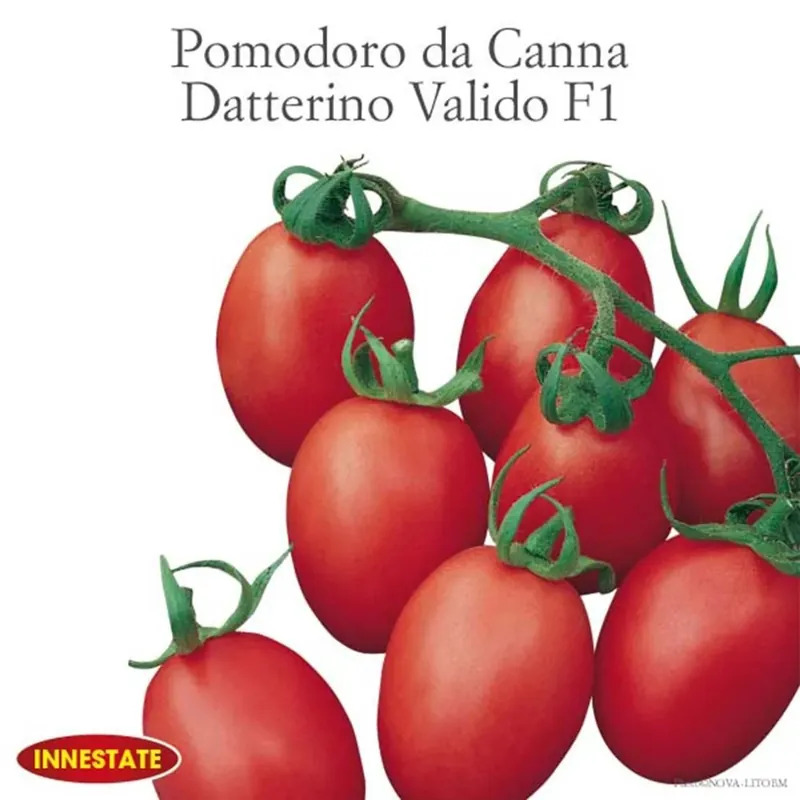 Pomodoro datterino innestato vaso 14 cm