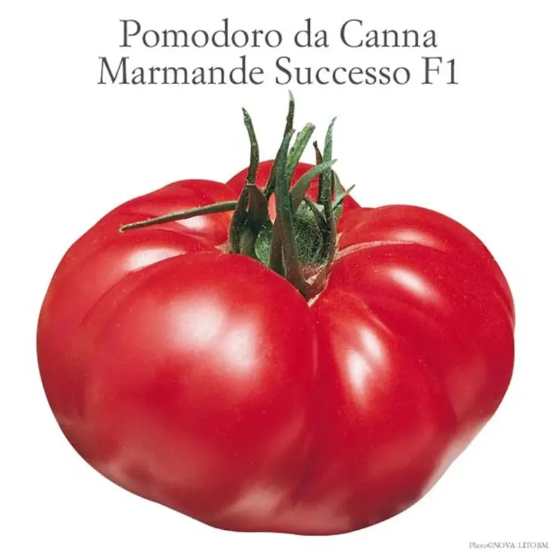 Pomodoro costoluto Marmande vaschetta 4 pz