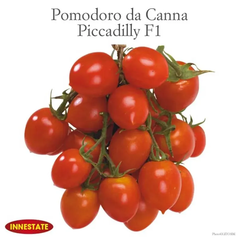 Pomodoro Piccadilly innestato vaso 14 cm