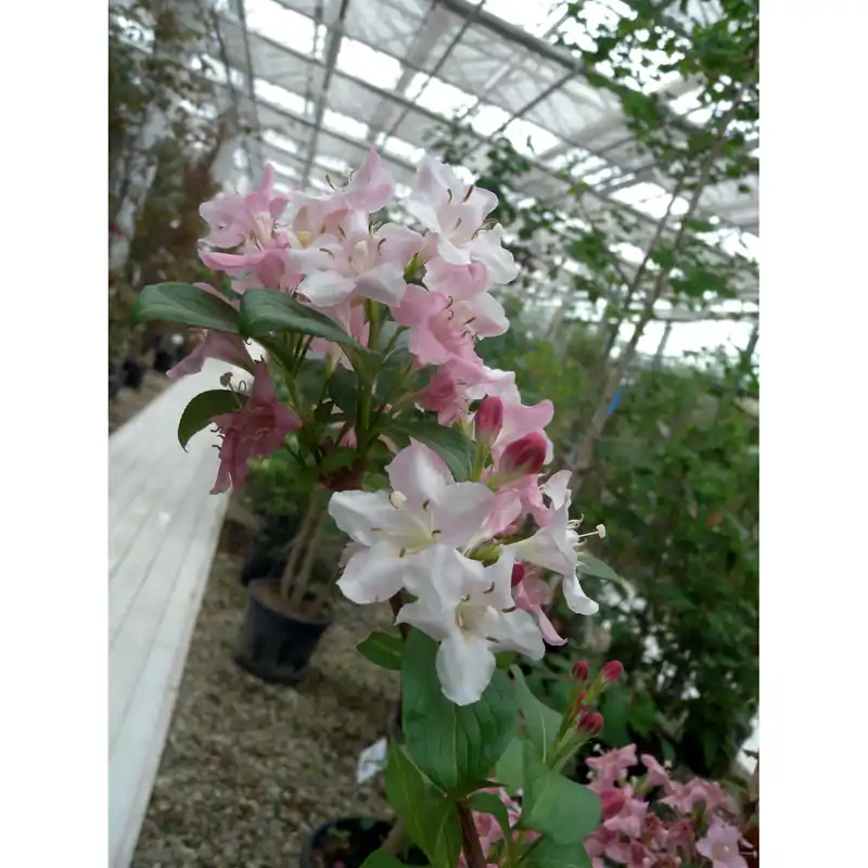 Weigela in varietà dimensione vaso 3 l