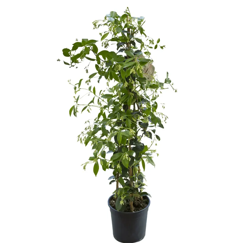 Gelsomino rincospermo bianco vaso 19 cm