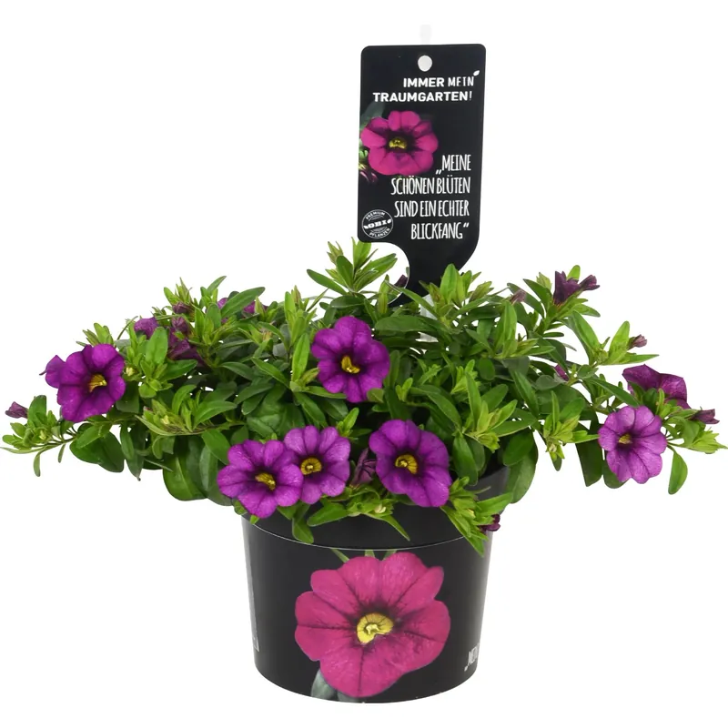 Petunia nana Callie Purple in vaso Ø 12 cm