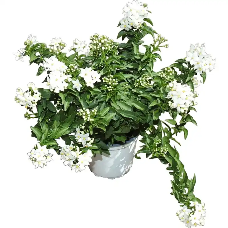 Solanum Jasminoides vaso Ø 14 cm