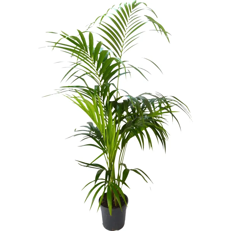 Kentia vaso Ø 23 cm