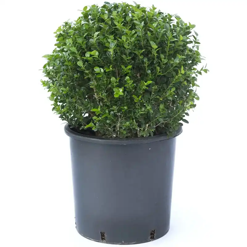 Bosso palla 25 cm