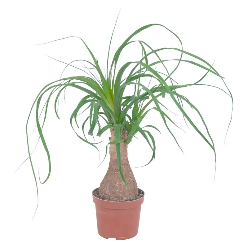 Beaucarnea recurvata Pianta mangiafumo vaso Ø 12 cm