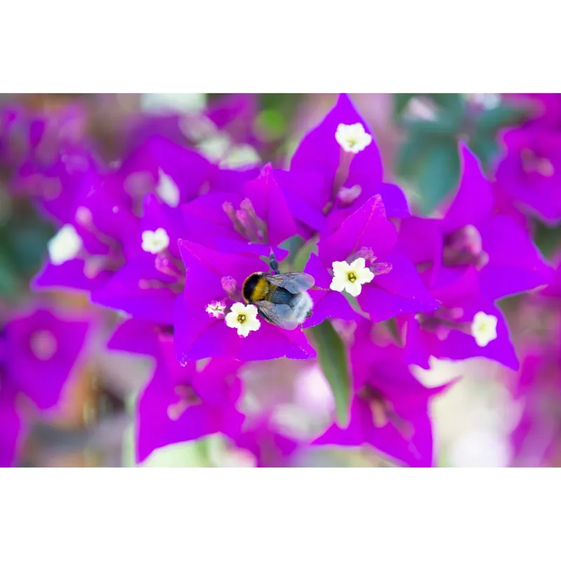 Bougainvillea Glabra Sanderiana forma a palla h 60 cm