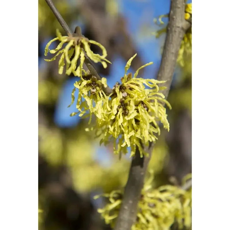 Hamamelis in varietà