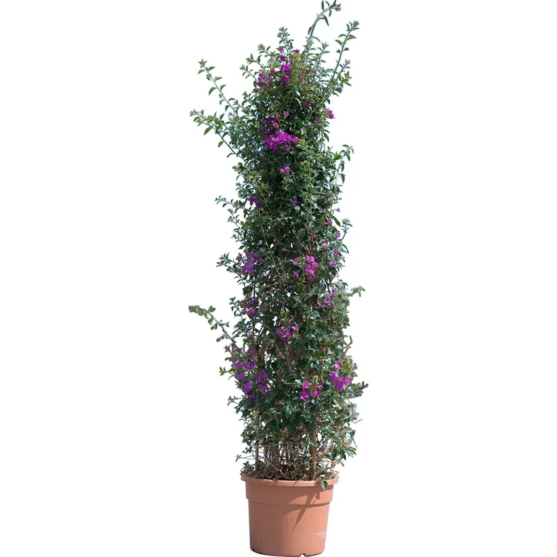 Bouganvillea glabra sanderiana