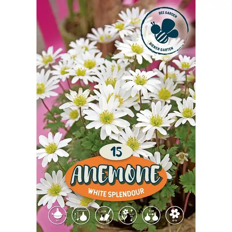 Anemone White Splendour