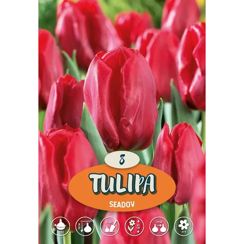 Tulipano Seadov
