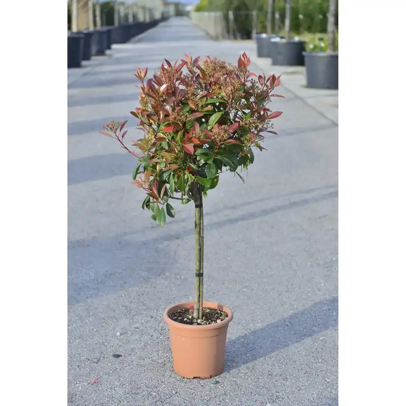 Photinia x fraseri "Red Robin" (P. serrulata "Red Robin") mini alberetto h cm 30