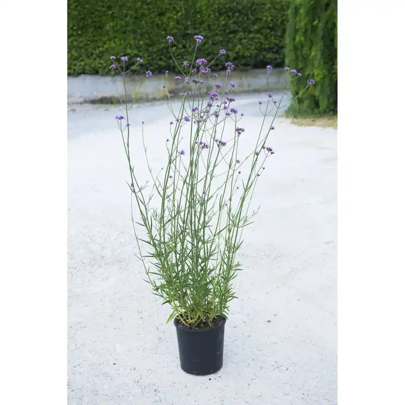 Verbena bonariensis