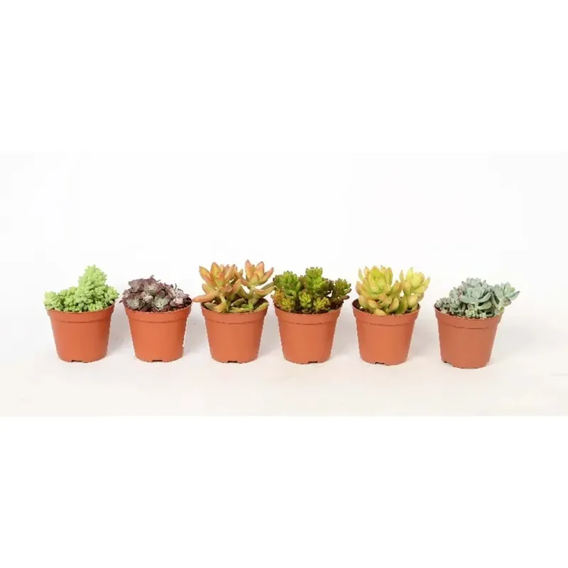Sedum assort. vaso 8,5 cm