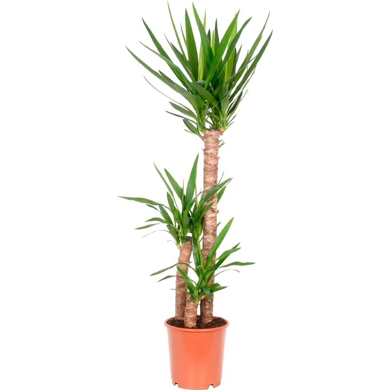 Yucca 3 rami Ø 24 cm
