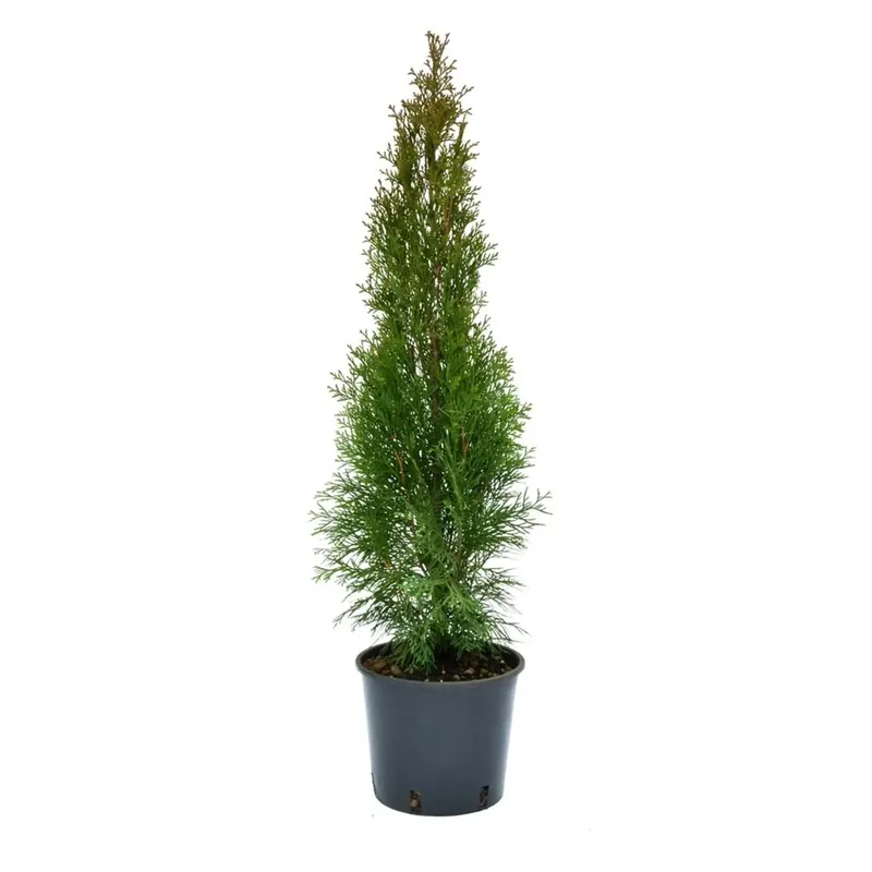 Thuja occidentalis `Smaragd`