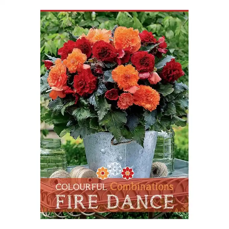 Begonia "Fire Dance"